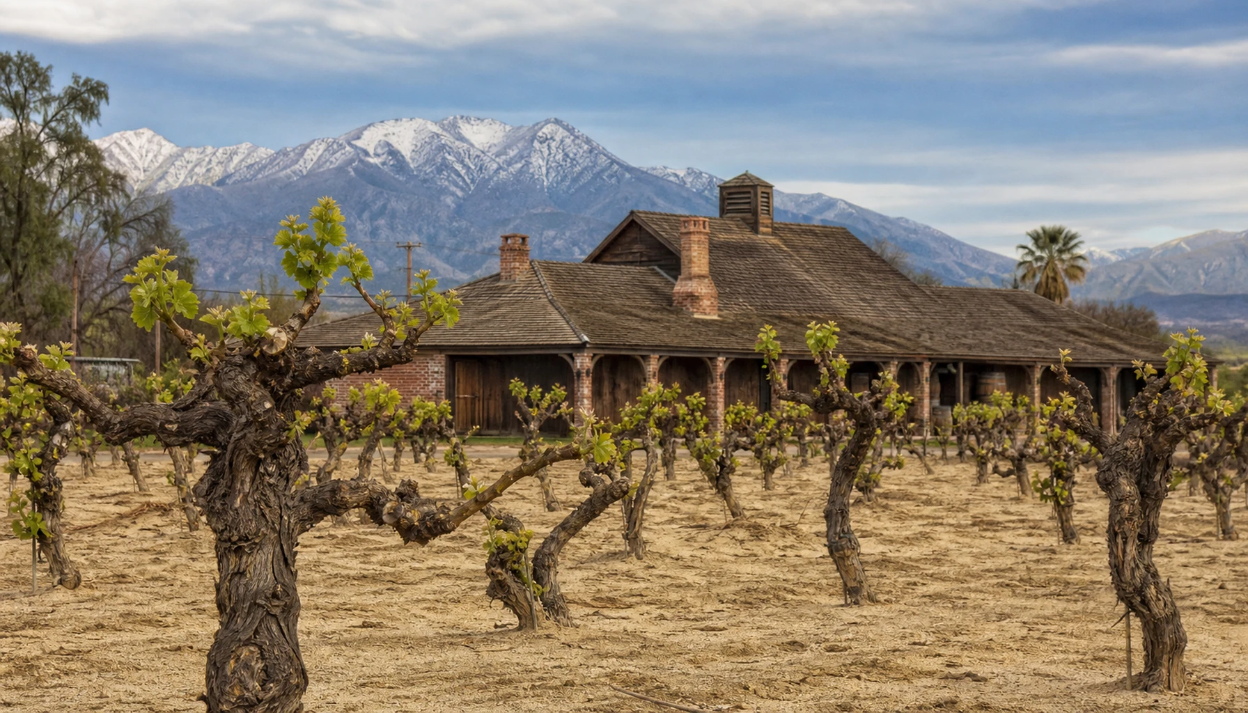 Galleano — head-trained old vines in Cucamonga sand, farming a century in place