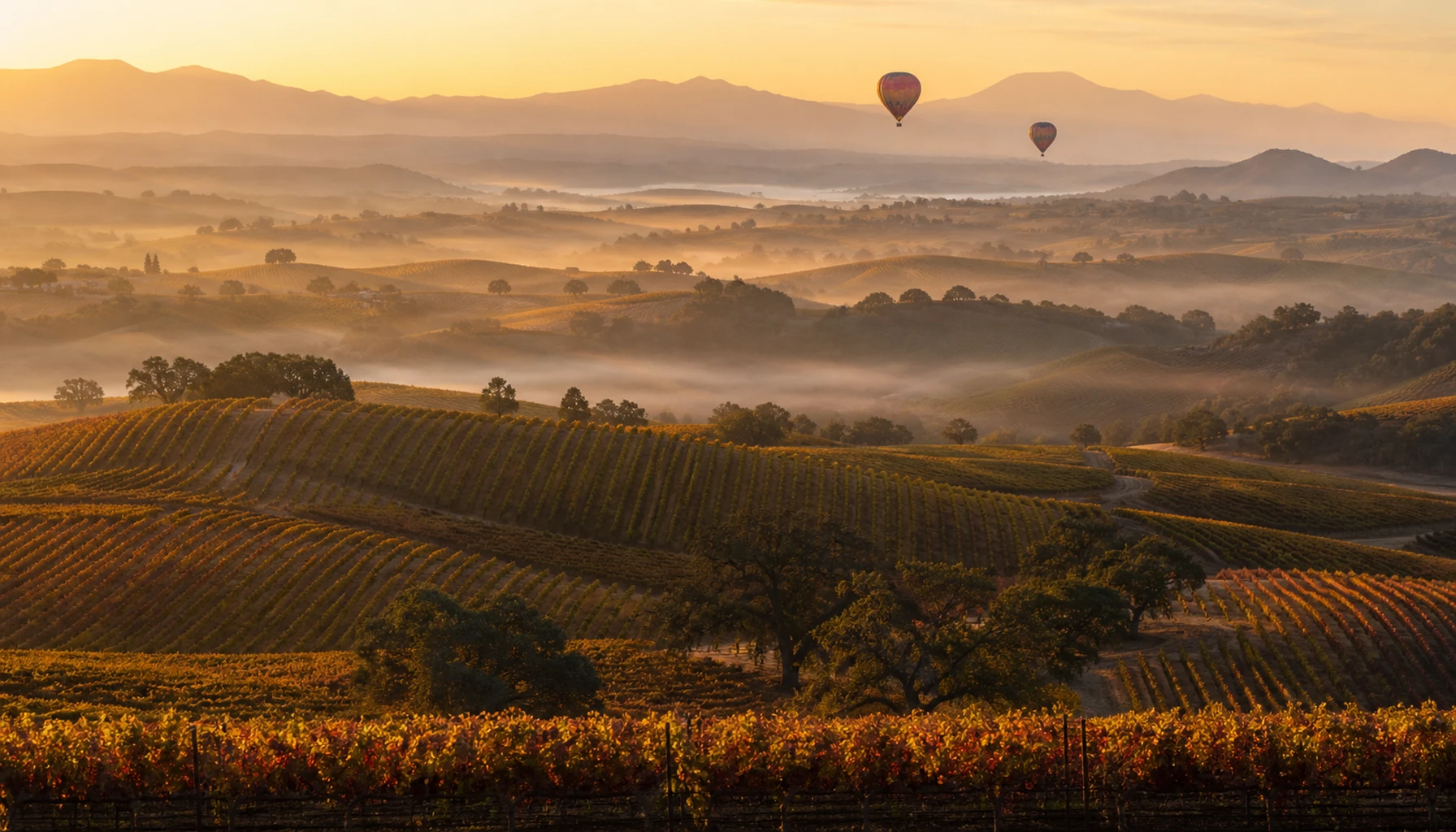 Dawn over Temecula Valley wine country — hot-air balloons rising above amber vineyard hills