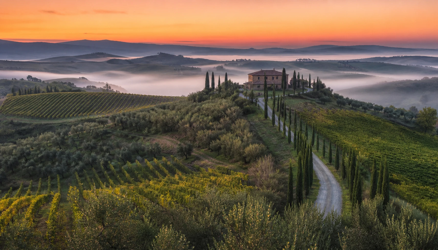 Cypress, stone, and vine rows under a late Tuscan sun — the hills that raised Sangiovese