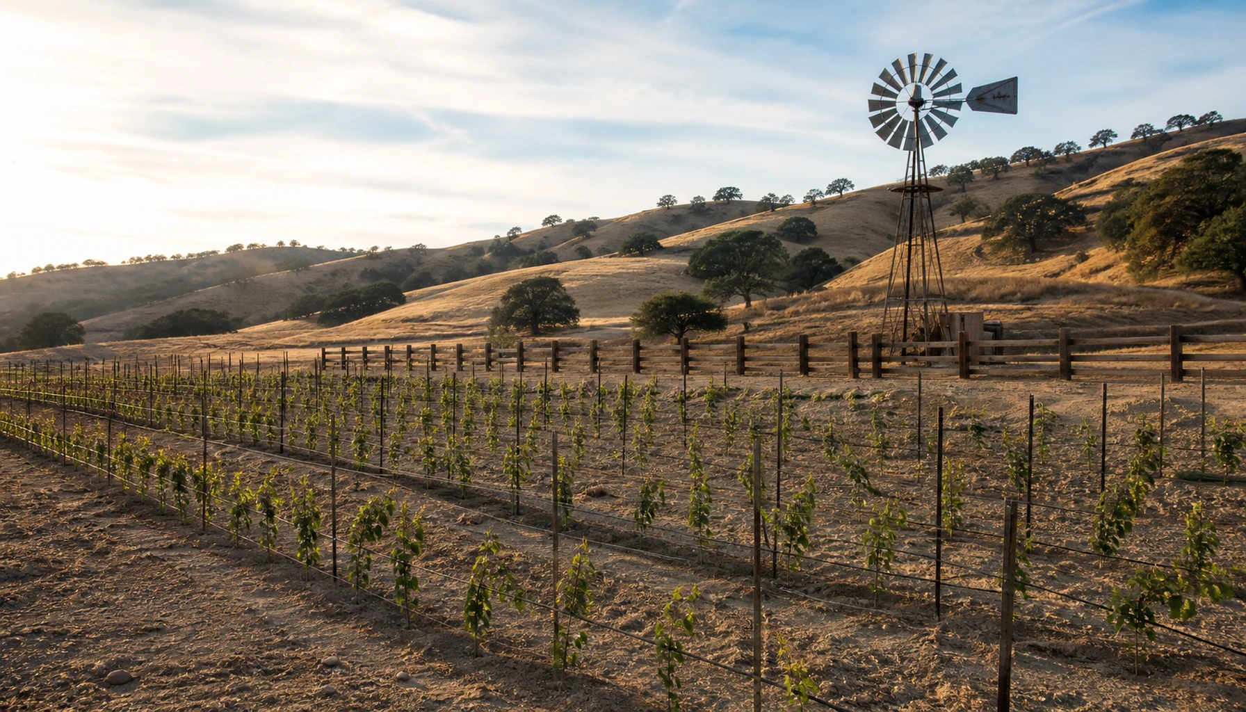 First vines taking hold on raw granite rangeland — oak-studded gold hills, a rancher’s fence, and a valley about to change its mind