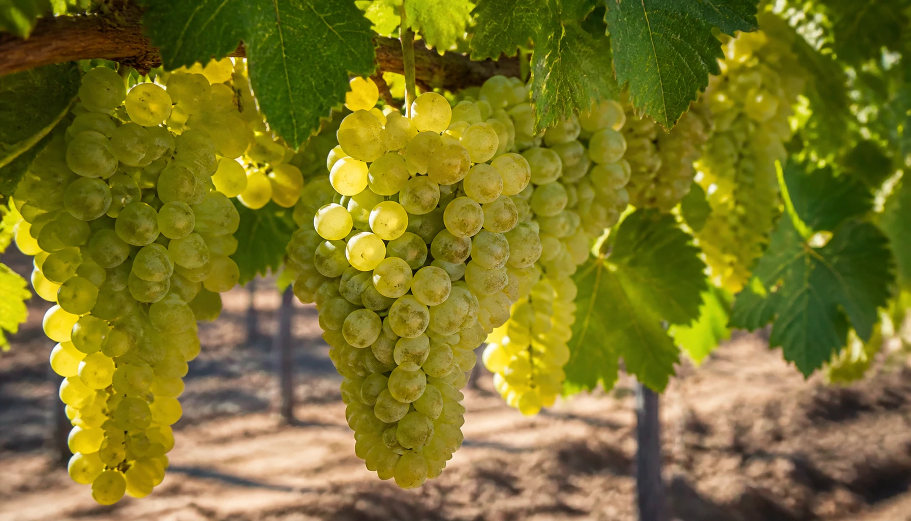 Green-gold clusters against the light — the pale half of the harvest, ripening in the same sun as the Syrah
