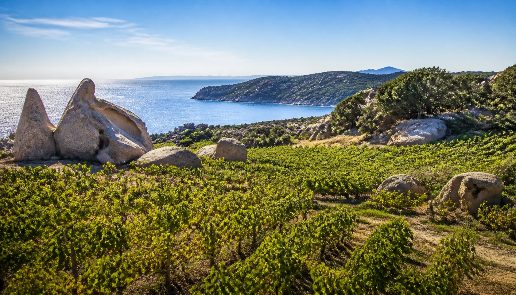 Vines above a granite cove in Sardinia — salt wind, hard bright stone, and Vermentino’s whole biography in a single view