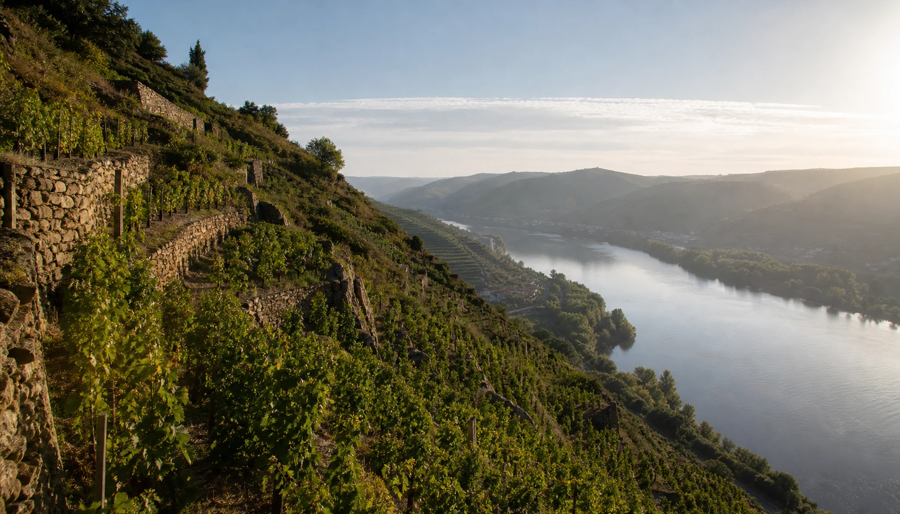 Stone-walled terraces stacked above a bend in the Rhône at Condrieu — the few steep acres where Viognier held on
